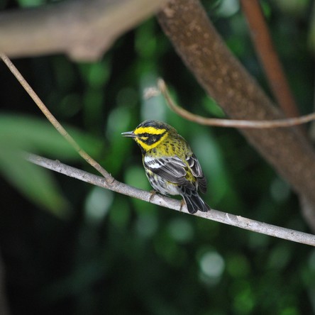 Townsend's Warbler